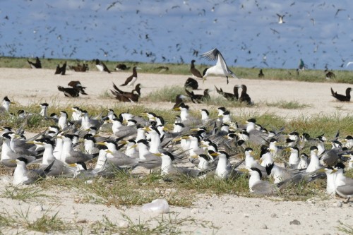 Figure 2. An example of the prolific birdlife on Ashmore’s Islands (image: Parks Australia)