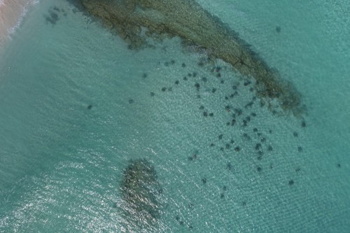 Figure 3. Turtles resting in the shallows off West Island (Image: Tommaso Jucker, CSIRO) 