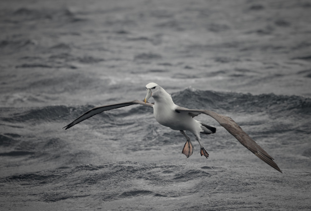 Wild Ocean Tasmania Shy Albatross