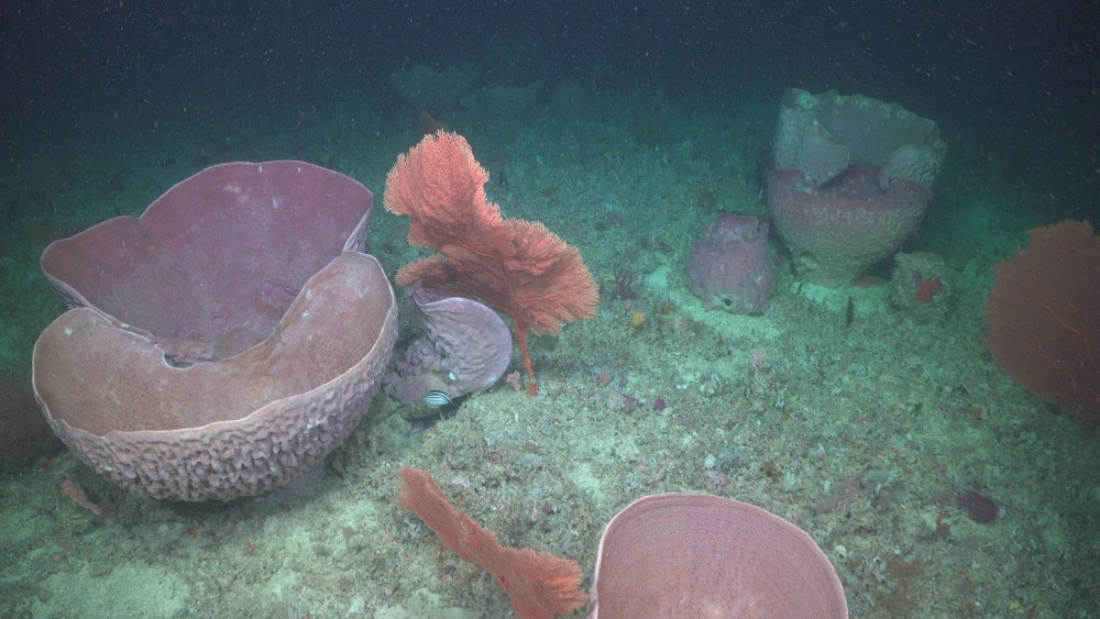 Sponge communities in the mesophotic zone at Ashmore Reef