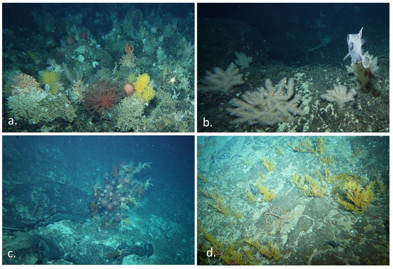 Octocorals, black corals and associated communities CSIRO