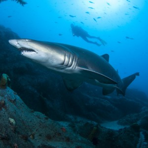 Grey nurse shark and diver off South-west Rocks