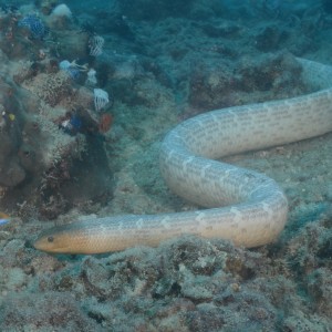 Sea snake on Carpentaria Reef