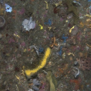 Colourful sponge reef