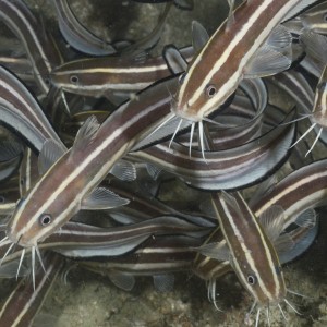 Striped Catfish in the Arafura Marine Park