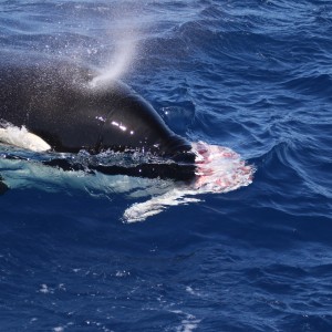 Orca predation