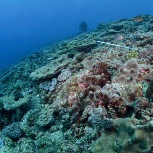 RLS diver at Elizabeth Reef