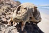Figure 3. Skull of an Australian sealion. (image: Russell Br